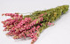Bouquet Delphinium Rose 65cm