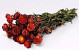 Bouquet Helichrysum Rouge 45cm