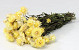 Helichrysum Pastel Gelb 45cm