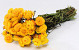 Bouquet Helichrysum Jaune 45cm