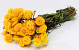 Helichrysum Geel 45cm