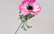 Anemone 30cm Pink