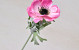 Anemone 30cm Roze