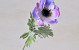 Anemone 30cm Lila