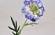 Scabiosa 35cm Blau