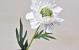 Scabiosa Blanc 35cm