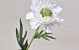 Scabiosa Weiß 35cm
