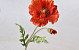 Poppy Flower 65cm Red