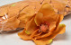 Magnolia D17cm Orange