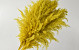 Pampas grass 110cm Yellow