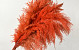 Pampas gras 110cm Oranje