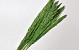 Arundo Mix 110cm Green