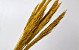 Arundo Mix 110cm Geel