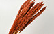 Arundo Mix 110cm Orange