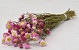 Acroclinium Pink 50cm Small