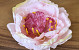 Peony Pink D16cm