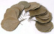 Cobra Leaves 10-15cm