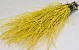 Bouleau Jaune 50pcs