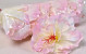 Hibiscus D14cm Rosa