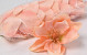 Magnolia D17cm Pink