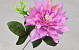 Dahlia D14cm Roze