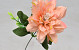 Dahlia D14cm Peach