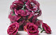 Mini Rose D3,5cm Bordeaux 24-Pack