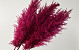 Pampas gras 110cm Cerise