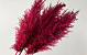 Herbe de la pampa 110cm Fuchsia