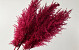 Pampas gras 110cm Fuchsia