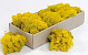 Reindeer Moss Yellow 500gr.