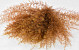 Air Fern Copper 15cm 5-Pack 