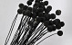 Craspedia Black, per stem