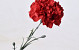Dianthus 60cm Rouge