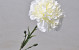Dianthus Blanc 60cm
