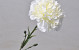 Dianthus White 60cm