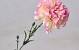 Dianthus 60cm Pink