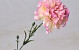 Dianthus 60cm Rose