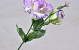 Lisianthus Paars 38cm