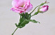 Lisianthus Pink 38cm