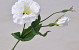 Lisianthus 38cm Blanc