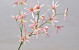 Tweedia Blossom 73cm Pink