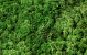 Lichen Stabilisé Vert Mix par kg