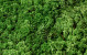 Rendiermos Groen Mix per kg