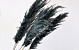 Pampas grass 110cm Dark Mix