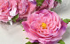 Peony D13cm Pink