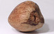 Coconut 16-18cm