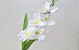 Sword Lily D11cm White