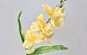 Sword Lily D11cm Cream-Yellow