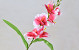 Sword Lily D11cm Pink